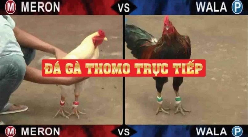 Đá gà trực tiếp Thomo là gì?